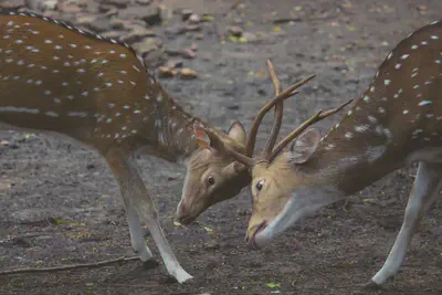 Deer Interlocking