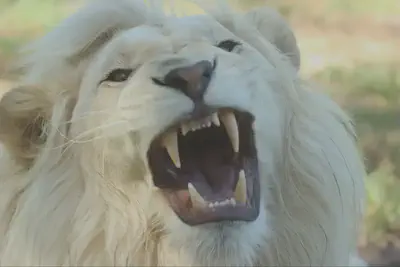 Lion Face