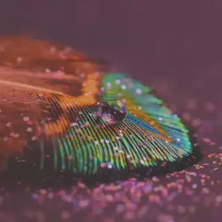 Feather