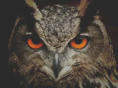 Owl Face